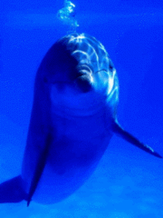 Животные Дельфинчик в воде смайлы
