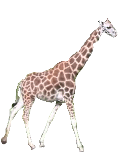 Животные Гуляющий жираф смайлы