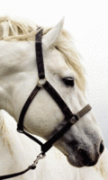 Животные Голова белой лошадки смайлы