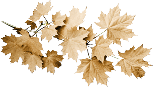 Осень Разделитель - кленовая ветвь смайлы