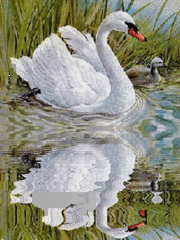 Птицы Лебедь с птенцом отражается в воде смайлы