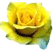 Цветы Роза желтая смайлы