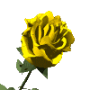 Цветы Распустилась желтая роза большая смайлы