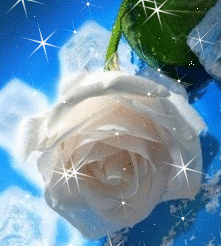Цветы Белая роза с искринками смайлы