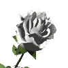 Цветы Раскрылась болдьшая белая роза смайлы