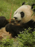 Животные Панда проголодалась смайлы