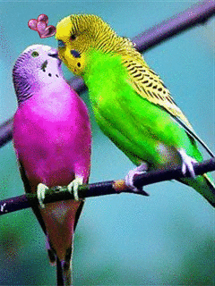 Животные Поцелуйчики попугаев смайлы