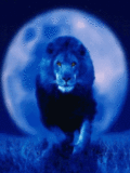 Животные Ночной лев смайлы