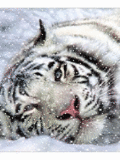 Животные Белый тигр в снегу смайлы