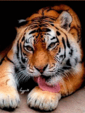 Животные Тигр лижет лапу смайлы