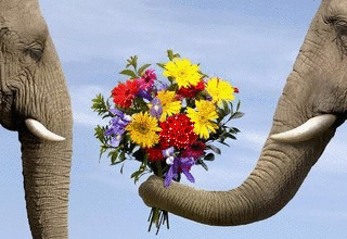 Любовь Ухаживание слоников смайлы