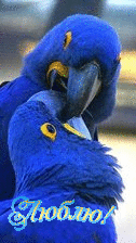 Любовь Целуются синие попугайчики смайлы