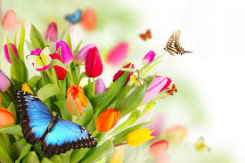 Насекомые Бабочки на тюльпанах. Декор смайлы