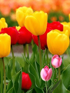 Цветы Разноцветие тюльпанов смайлы