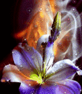 Цветы Искрящаяся лилия смайлы