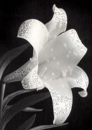 Цветы Белая лилия смайлы