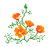 Цветы Оранжевые цветы смайлы