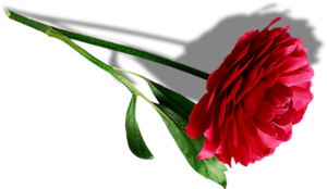Цветы Украшение для текстов- красная роза смайлы