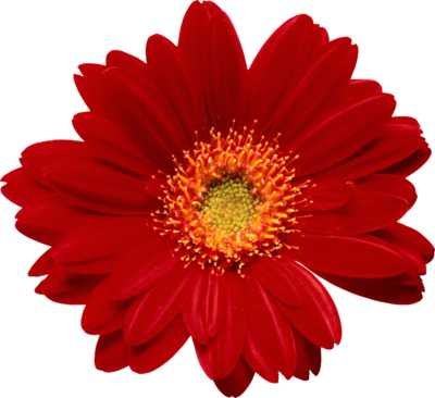 Цветы Украшение для текстов- красивый цветок смайлы