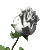Цветы Раскрылась белая роза смайлы