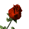 Цветы Красная роза раскрылась смайлы